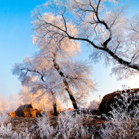 微信头像雪景图片