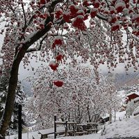 微信头像雪景图片