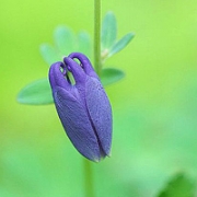 花儿唯美清新图片头像 清新好看的唯美图片花儿头像