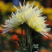 菊花的微信头像图片高清 唯美漂亮的菊花头像