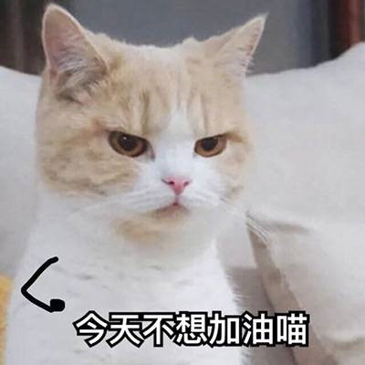 猫咪闺蜜头像一对两张