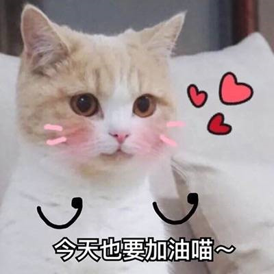 猫咪闺蜜头像一对两张