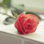 玫瑰花头像大全唯美图片,唯美好看的玫瑰花头像清新淡雅