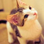 小猫头像可爱 超萌可爱的小猫头像图片