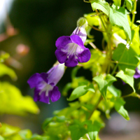 牵牛花头像图片