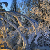 qq头像雪景图片