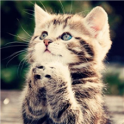 祈祷可爱头像 超萌可爱的小动物祈祷图片头像