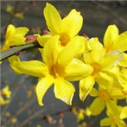 微信迎春花头像图片大全 唯美漂亮的迎春花图片头像