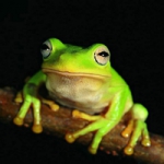 青蛙头像图片 真实动物绿色青蛙图片头像