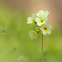 微信头像花儿