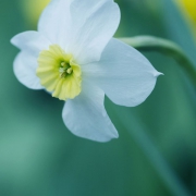 一朵白色清纯的花头像图片