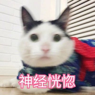 可爱猫咪带字头像