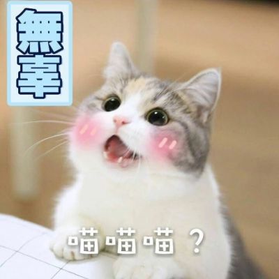 可爱猫咪带字头像