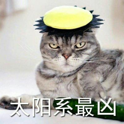 可爱猫咪带字图片头像