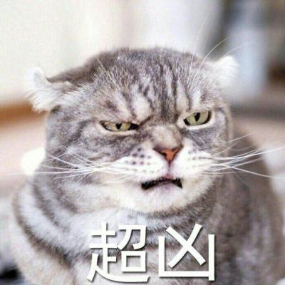 可爱猫咪带字图片头像