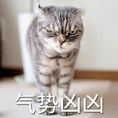 可爱猫咪带字图片头像