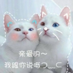 qq头像猫咪带字 高清可爱的猫咪带字头像图片