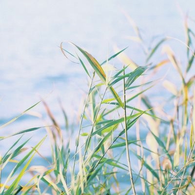 风景静物头像高清