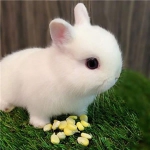 小白兔头像图片大全 真实可爱好看的兔子头像图片