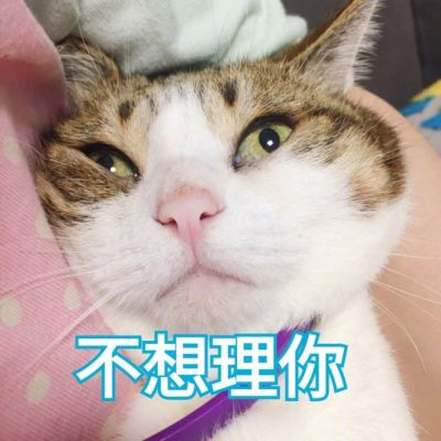 搞笑萌宠猫咪带字头像