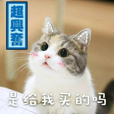 搞笑萌宠猫咪带字头像