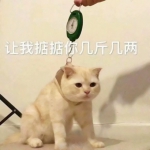 猫猫头像可爱 各种超萌可爱的猫猫头像高清图片合集