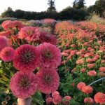 花朵鲜花风景静物头像图片