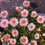 春天花朵风景头像 高清唯美有意境的春天花朵图片头像