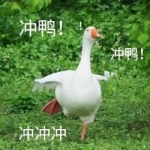 鸭鸭表情包头像 高清搞笑的鸭子表情包带字头像