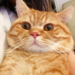 胖橘猫头像 超清超萌的胖橘猫图片可爱头像