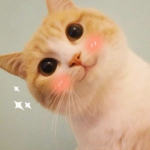 qq猫咪情侣头像超清 萌萌哒的超清可爱猫咪头像图片精选