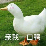 最近流行的鸭子表情包头像图片