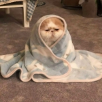 沙雕猫咪头像高清,搞怪可爱好看的沙雕猫咪头像图片