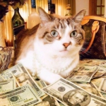 猫咪微信头像发财暴富,高清财运亨通的发财暴富头像