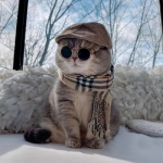 网上最火的帅气猫猫微信头像高冷风大全